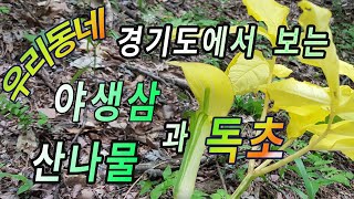 경기권 동네 뒷산에서 찾아본 야생삼과 귀한 황금천남성.각종 약초와 산나물들 알아보기.야산에도 있을건 다 있습니다.