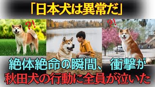 「日本犬は異常だ」10歳の少年の絶体絶命の状況に世界が驚愕した事実とは。秋田犬が見せた奇跡の瞬間、全員が泣いた…【海外の反応】