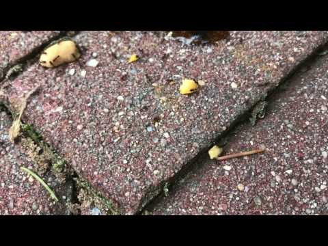How To Find A Hidden Ants Nest With A Queen!! How To Find A Hidden Ants Nest With A Queen!!