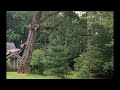 Full video of Huge oak tree take down #excavator #tree