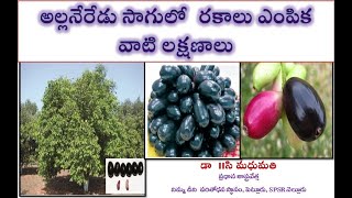 Jamun Neredu Cultivation / అల్లనేరేడు సాగులో రకాలు ఎంపిక వాటి లక్షణాలు