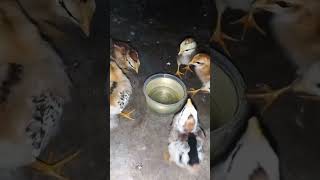 🌀Day 9🐣 சிறுவிடை கோழி குஞ்சு வளர்ப்பு|#shorts #siruvidai #chickenfarming #pets #poultrybusiness