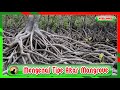 Getting to Know Mangrove Root Types @ayoebbapuzi