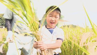 「ふりかけかけて食べたい」園児が春に田植え 黄金色でたわわに実った稲刈りを体験