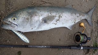 Topwater Bluefish Fun and New Surf Rod Review