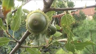 Awesome acorns of Quercus libani