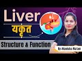 liver in hindi | यकृत (जिगर) | सम्पूर्ण संरचना एवं कार्य समझें आसान भाषा में