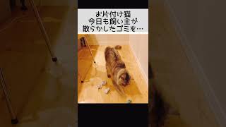 【お片付け猫】飼い主が出したゴミの片付け〜途中おもちゃも片付けそうになる〜 #shorts #お片付け