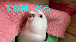 230819【てち嬢ツンツン】素素と花々穴ぺろぺろ　小桜インコ　我が家の天使たち8羽