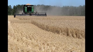 Louisiana farmers seeing good wheat yields