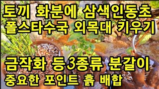 폴스타수국 삼색인동초 철사로 외목대 만들기 금작화 분갈이 흙 배합 물 관리잘 하기