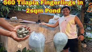 560 Tilapia Fingerlings in 2sqm Pond Upto Harvest - Super Intensive