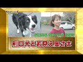 【ダーツの旅笑コラスタッフ厳選】「利口犬と若見え奥さま」鹿児島県東郷町　（現 鹿児島県薩摩川内市東郷町）・傑作インタビュー⑤