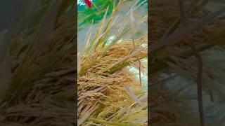 সোনালী ধান চাষ 🌾🌾পাকা ধানের খুশির হাওয়া#sonali  dhan chas#shortsvideo #viralvideo #youtube 🌾