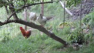 母雞飛上樹 Hens fly to the tree #雞蛋 #母雞 #小雞 #公雞 #chicken #hen #rooster #chickenegg #來亨雞 #九斤黃 #leghorn