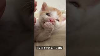 眠気にまみれるヨチヨチすぎるイモ幼猫   #cat #kitten #猫 #子猫 #ねこ #こねこ #animal  #cute  #猫のいる暮らし #保護猫 #shorts