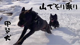 【甲斐犬】豪雪地帯の雪遊び❄️山でそり乗りして大はしゃぎ🛷