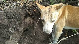 CAÇADA de teju/teiú 3 acuada ,quase arrancamos um🐕💥