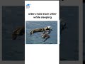 Otters hold each other while sleeping | #animalplanetindia #otterlovers  #shorts