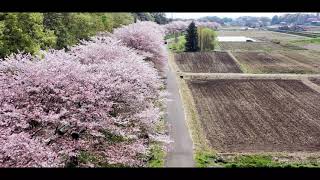 2020ドローン空撮　見沼田んぼ　都心に近い里の春風景　見沼代用水東縁「膝子・加田屋」「４Ｋ動画」