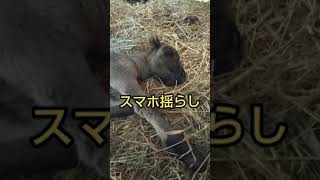 【ポニーの赤ちゃん】き～ざくら～どん！だった母馬