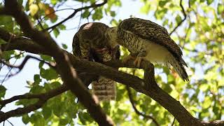 Powerful Owls feeding