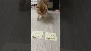 설날 할머니네 가기전 냥자택일 #cat