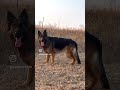 예쁜공주장모셰퍼드 저먼셰퍼드 대형견키우기 셰퍼드 대형견 germanshepherd shepherd 대형견산책