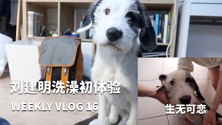 第一次给狗子洗澡是什么体验 | WEEKLY VLOG 16