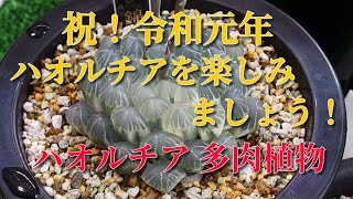 【多肉植物】祝！令和。ハオルチアを楽しみましょう！ 新元号記念です。how to grow Succulents haworthia. ビザールプランツ