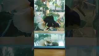 【動画】 タイ産 (k186) オランダ獅子頭 ローズテール 特大個体 18cm オス 5ヵ月 #金魚 1月20日発送 返金保証 (k186)