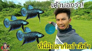 แหล่งปลากัดป่าสีฟ้า ในตำนาน จะเจอไหม ไปดูกัน!