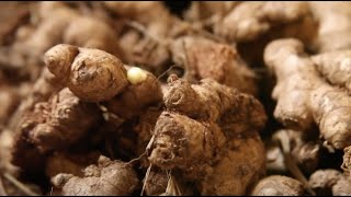 Twige ubuhinzi bwa tangawizi (Ginger) | Tera Intambwe Muhinzi - Mworozi