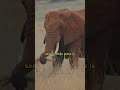 african elephants main diet extraordinary animals