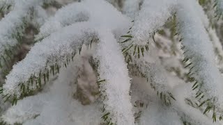 ASMR снегопад в зимнем лесу / Звуки зимнего леса