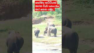 මෙයාලා කරන වැඩ බලන්නකො wildlife elephants short video 🦣🦣 #trending