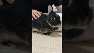 なでなでして欲しいうさぎのゴロンが可愛すぎました　#short #bunny #rabbit #うさぎ