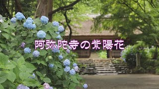 山口県の風景『阿弥陀寺の紫陽花』防府市