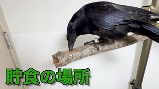 [止まり木に貯食用の穴を空けます！]いつでもオヤツを隠したいリキやんです