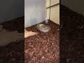 Snake feeding