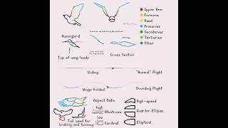 Bird Flight Animation Tutorial - Flapping #animation #bird