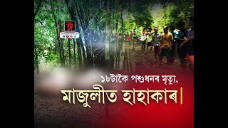 প্ৰচণ্ড ধুমুহাৰ পাছত মাজুলীত হাহাকাৰ। ১৮ টাকৈ পশুধনৰ মৃত্যু