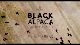 The Inoue Brothers / Black Alpaca - Positive Luxury