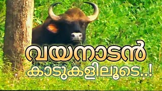 വയനാടൻ കാഴ്ചകൾ | കാടറിയാൻ കാടിനെ അറിയാൻ | Wayanad wildlife sanctuary | muthanga forest | Wayanad |