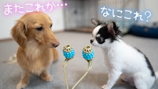 最強の癒しグッズで愛犬を癒したい！【ミニチュアダックスフンド】【チワワ】