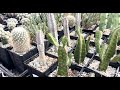 Amazing Succulent Nurseries and New Succulent Additions Euphorbia, Haworthia and Cacti