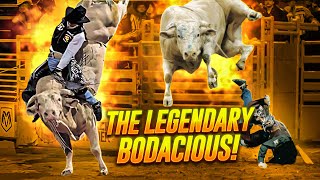 Bodacious, Uncover the Untold Story of a Legendary Bull