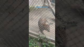 Leopard in Tension #zoo #kanpur #allenpark #kanpurzoo #animals #leopard