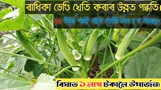 Ladies finger Plantation - ভেণ্ডি খেতিৰ পৰিচৰ্যা - Bhindi kheti in Assam