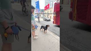 Rottweiler howls at emergency sirens